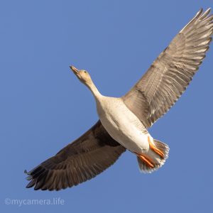 Photograph 1, In Full Glide – Taiga Bean Goose in Fligh