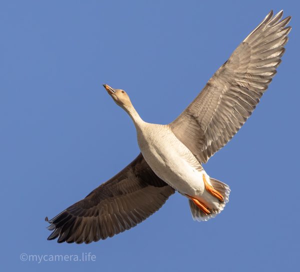 Photograph 1, In Full Glide – Taiga Bean Goose in Fligh