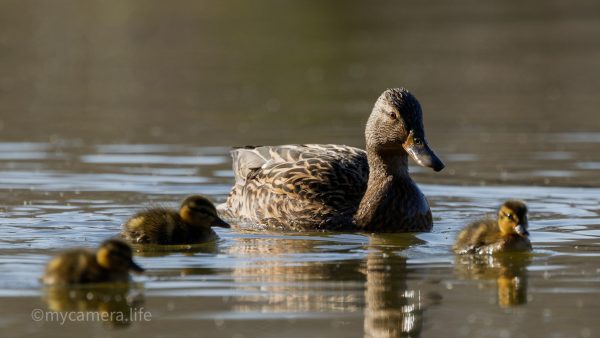 Photograph 2, Morning Watch – Mallard with Ducklings