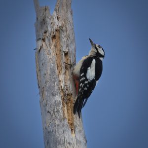 Photograph 3, The Sculptor – Great Spotted Woodpecker on Pine Trunk