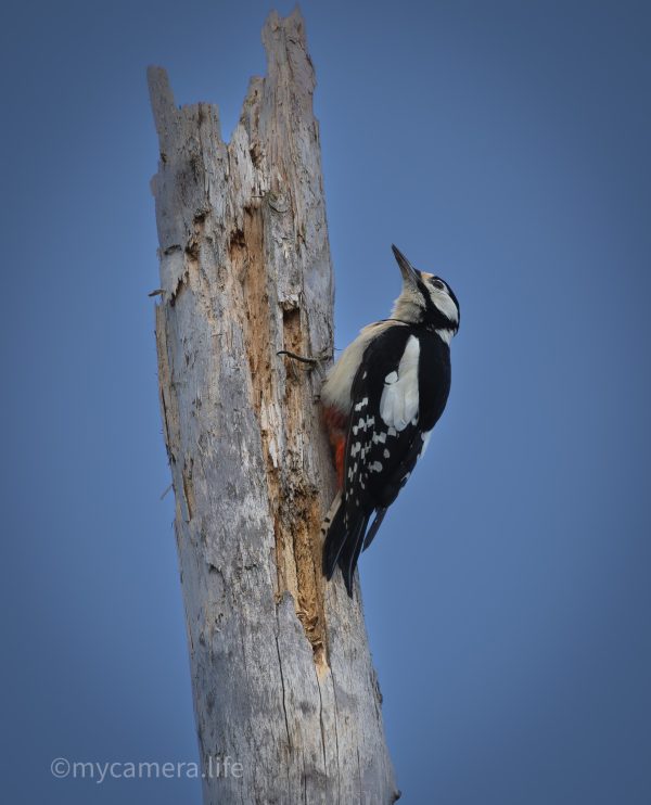 Photograph 3, The Sculptor – Great Spotted Woodpecker on Pine Trunk