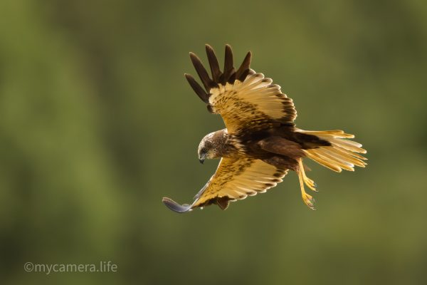 Photograph 4, The Golden Hunter - Western Marsh Harrier in Flight