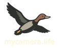 mycamera.life