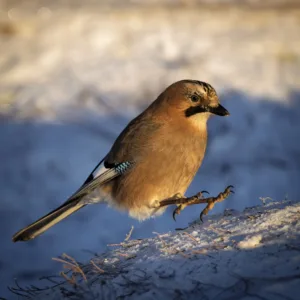 — mycamera-life-sync-album