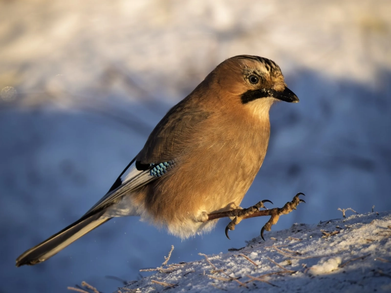 &mdash; mycamera-life-sync-album