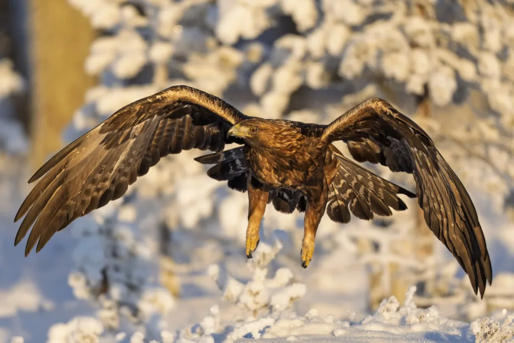 — mycamera-life-sync-album