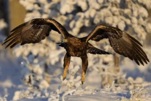 — mycamera-life-sync-album