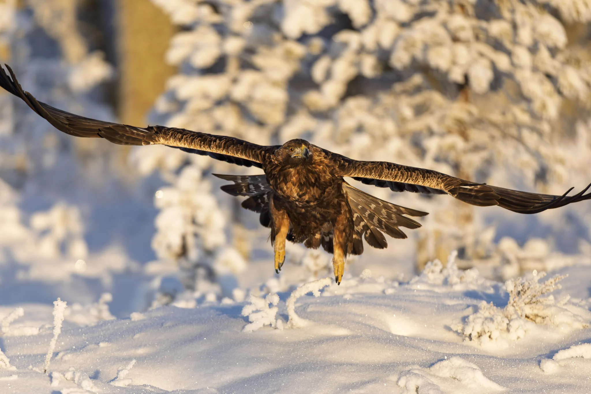 — mycamera-life-sync-album