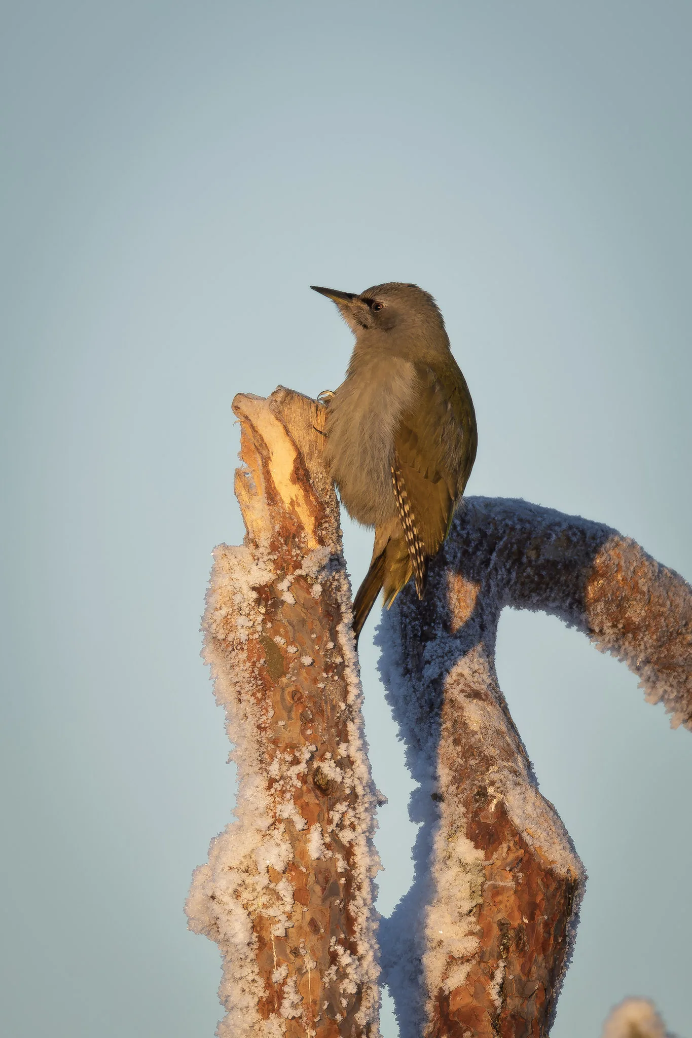 — mycamera-life-sync-album