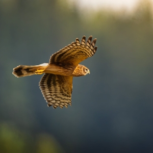 Avian
