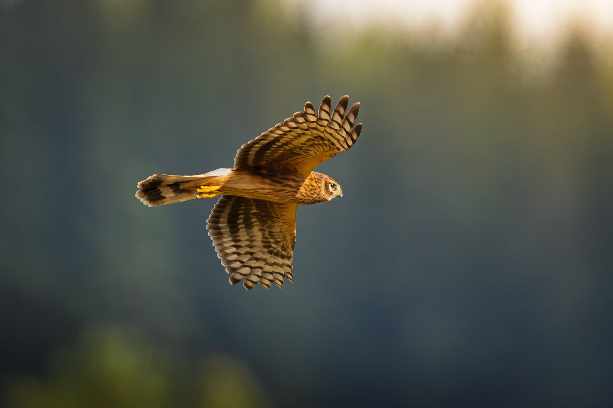 Photograph 5, Silent Hunter of the Light – Hen Harrier