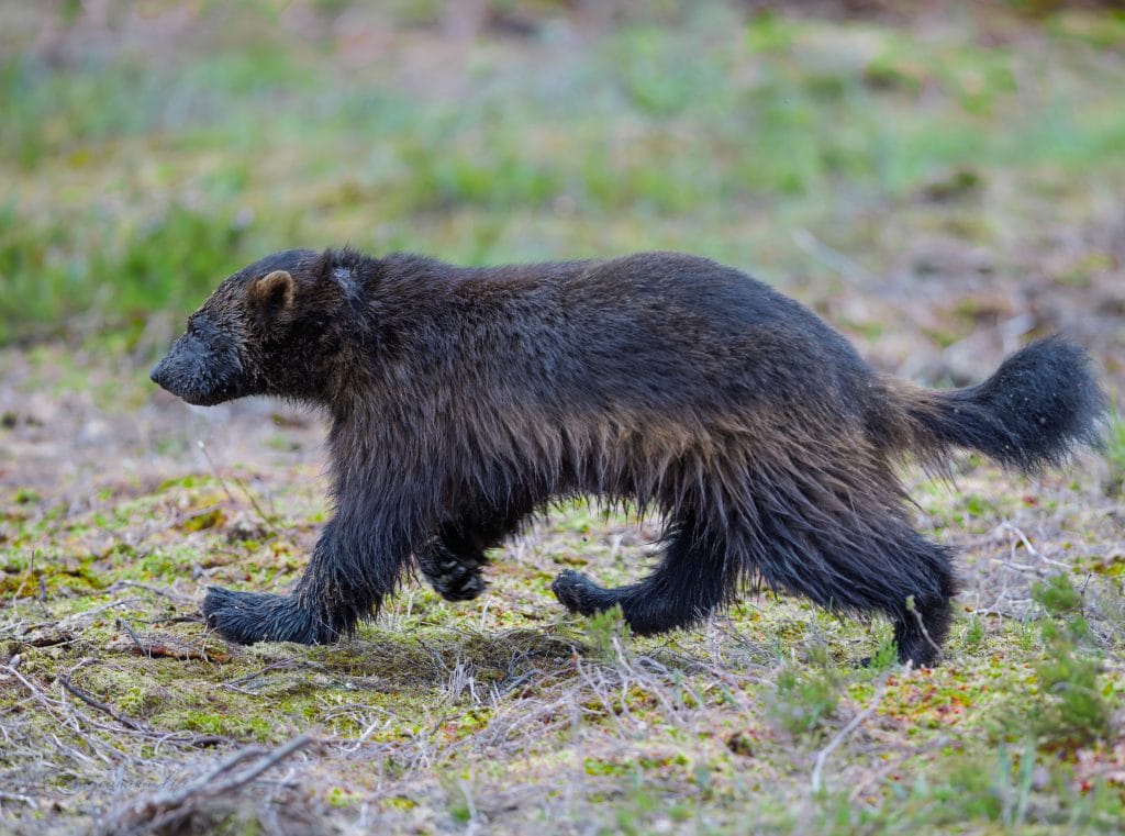 Wolverine Running Through Forest A wolverine, a dark brown, muscular mustelid, runs across mossy forest ground with a blurred green and brown background.