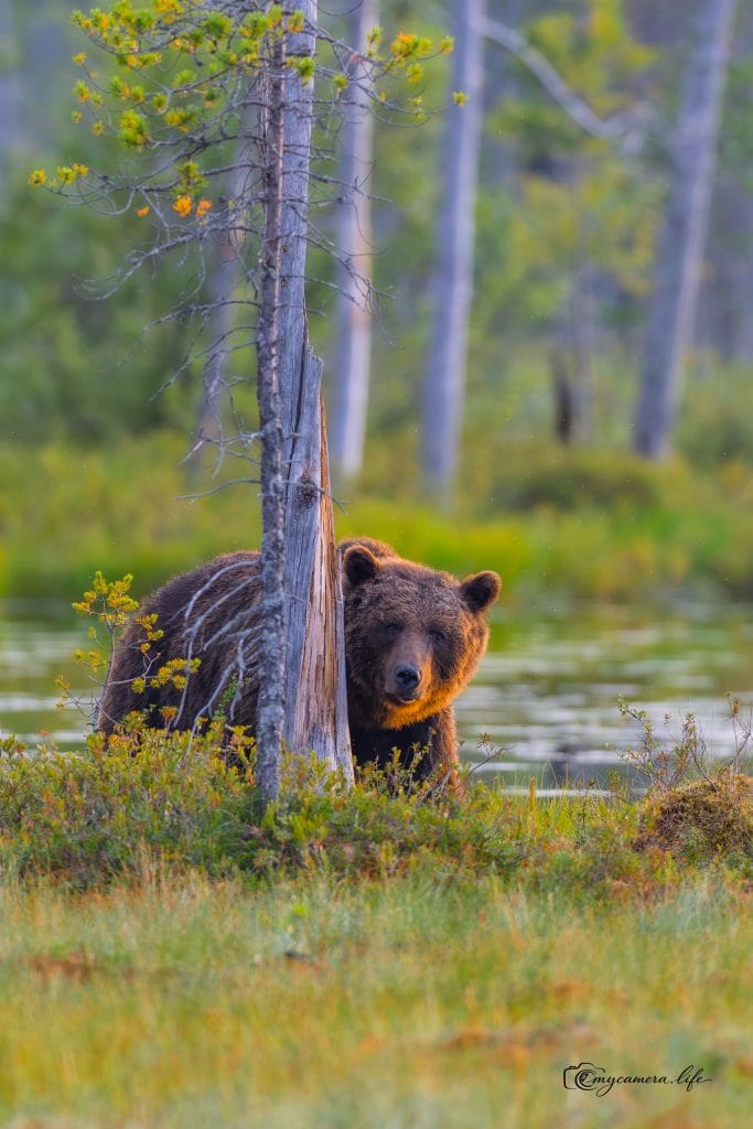 Brown Bear Hiding Behind Tree A large brown bear peeks from behind a slender tree trunk in a lush, green wetland, with water and trees in the background.