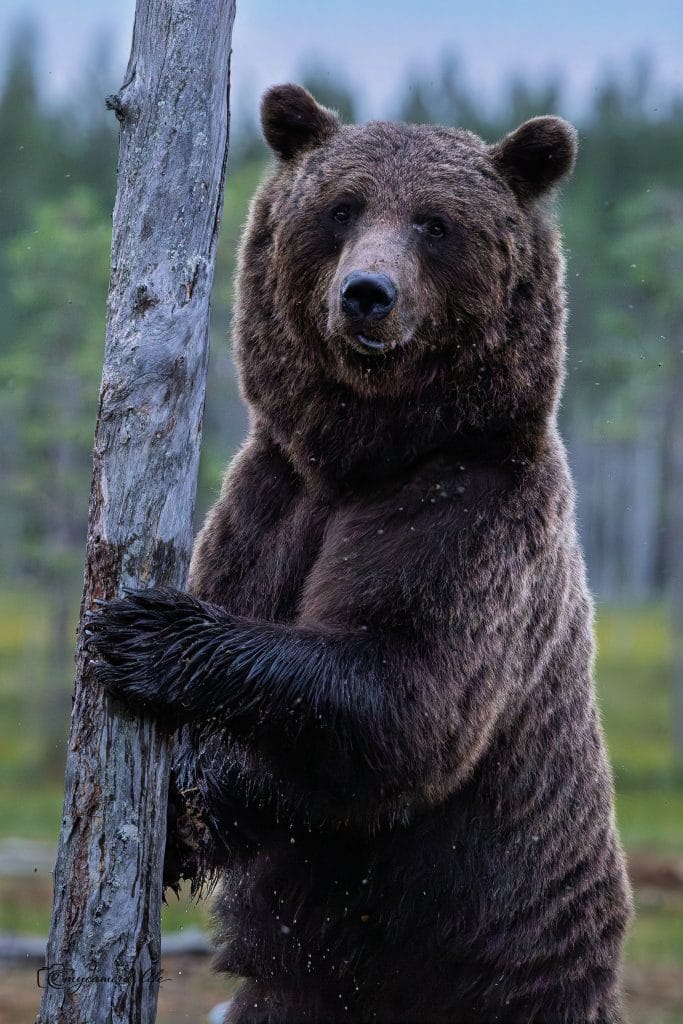 Brown Bear Standing by Tree A majestic brown bear stands upright, paws resting on a dead tree trunk, looking directly forward in a forest setting.